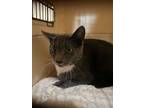 Adopt Bluejay a Gray or Blue (Mostly) Domestic Shorthair (short coat) cat in