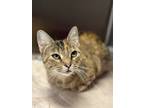 Adopt Azu a Brown Tabby Domestic Shorthair (short coat) cat in Columbus