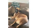 Adopt Birdie a Tan/Yellow/Fawn Anatolian Shepherd / Dutch Shepherd / Mixed dog