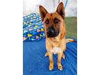 Adopt Angelito a Tan/Yellow/Fawn - with Black German Shepherd Dog / Mixed dog in