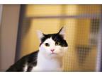 Adopt Patches a Black & White or Tuxedo Domestic Mediumhair (medium coat) cat in