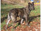 Adopt Sonny (aka Lonesome) Neutered a Brindle Mountain Cur / Shepherd (Unknown