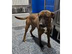 Adopt Deacon a Brindle Mixed Breed (Medium) dog in Whiteville, NC (39769421)