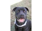 Adopt Zeus a Black Rottweiler / Mixed dog in Moncks Corner, SC (39769343)