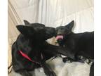 Adopt KATIE & GRACE a Black German Shepherd Dog / Mixed dog in Ventura