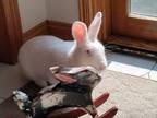 Adopt Spritz a White New Zealand / Mixed (short coat) rabbit in Chicago