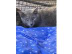 Adopt Rynelle a Calico or Dilute Calico Domestic Shorthair (short coat) cat in