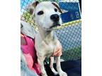 Adopt Ripley (in foster) a White Terrier (Unknown Type, Small) / Mixed dog in