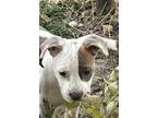 Adopt Macie a White - with Brown or Chocolate American Pit Bull Terrier dog in