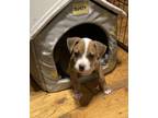 Adopt Moby a Brown/Chocolate - with White American Pit Bull Terrier dog in