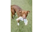 Adopt Prince G.O.A.T. a Brown/Chocolate - with White Pit Bull Terrier / Mixed
