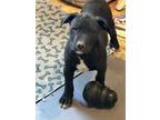 Adopt Morky a Black - with White Labradoodle / American Pit Bull Terrier dog in