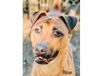 Adopt Blue a Black Mouth Cur / Shepherd (Unknown Type) / Mixed dog in Jackson