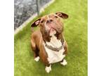 Adopt Jeta a Brown/Chocolate Pit Bull Terrier / Mixed dog in San Diego