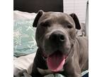 Adopt Zeus a Gray/Blue/Silver/Salt & Pepper Pit Bull Terrier / Mixed dog in San