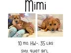 Adopt Mimi a Mixed Breed (Medium) / Mixed dog in Albany, GA (39766241)