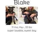 Adopt Blake a Mixed Breed (Medium) / Mixed dog in Albany, GA (39766245)
