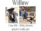 Adopt Willow a Mixed Breed (Medium) / Mixed dog in Albany, GA (39766243)