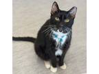 Adopt Alfredo a Domestic Shorthair / Mixed cat in Port Washington, NY (39750714)