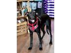 Adopt Rex a Black Labrador Retriever / Mixed dog in Branford, CT (39741378)