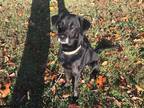 Adopt Thor a Black Husky / Labrador Retriever / Mixed dog in Oak Ridge