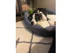 Adopt Milo a Black - with White Boxer / Pit Bull Terrier / Mixed dog in Oak