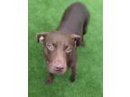 Adopt Morgan a Brown/Chocolate Pit Bull Terrier / Mixed dog in Oak Ridge