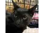 Adopt Binx a Black (Mostly) Domestic Shorthair cat in Arlington/Ft Worth