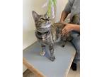 Adopt Smokie a Brown Tabby Domestic Shorthair (short coat) cat in Barstow