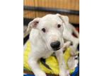 Adopt Casper a White Pit Bull Terrier / Terrier (Unknown Type