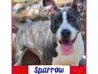 Adopt Sparrow a Brindle - with White Staffordshire Bull Terrier / Mixed dog in