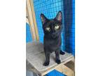 Adopt Marcy a All Black Domestic Shorthair / Mixed (short coat) cat in Columbia