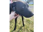 Adopt bean a Black Labrador Retriever / Mixed dog in Port St. Joe, FL (39762840)