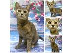 Adopt Nelly a Gray, Blue or Silver Tabby Domestic Shorthair (short coat) cat in