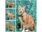 Adopt Lava a Orange or Red Tabby Domestic Shorthair (short coat) cat in