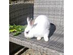 Adopt Charlie a White Other/Unknown / Mixed (short coat) rabbit in Richmond