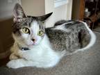 Adopt Miss Muffett a White Domestic Shorthair / Mixed cat in Muskegon