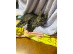 Adopt Seth a Brown Tabby Maine Coon (long coat) cat in Freehold, NJ (39761907)
