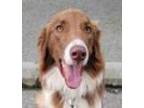 Adopt Maxwell - LOCAL - sf a Brown/Chocolate - with White Border Collie /