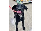 Adopt Pablo a Black Mixed Breed (Large) / Mixed dog in Oklahoma City