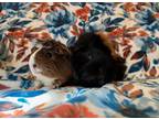 Adopt Wednesday & Enid a Guinea Pig small animal in Scotts Valley, CA (39760349)