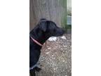 Adopt Miss Blackie Black a Labrador Retriever / Mixed dog in St Augustine