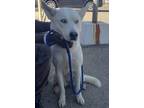 Adopt Tara a White Husky / Mixed dog in Barstow, CA (39759344)