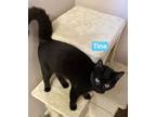 Adopt Tina a All Black Domestic Shorthair / Domestic Shorthair / Mixed cat in