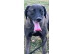 Adopt Willow a Brown/Chocolate - with Black Labrador Retriever / Mixed dog in