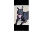 Adopt Jeffery a Black - with White American Pit Bull Terrier / Mixed dog in Mt.