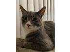 Adopt Skippy a Gray or Blue Domestic Shorthair (short coat) cat in Cottonwood