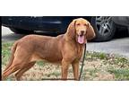 Adopt Sweetie a Red/Golden/Orange/Chestnut Bloodhound / Mixed dog in Mt.