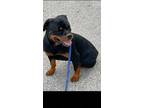 Adopt Molly a Tricolor (Tan/Brown & Black & White) Rottweiler / Mixed dog in Mt.