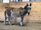Adopt Sally a Grullo Donkey/Mule/Burro/Hinny / Mixed horse in Morris